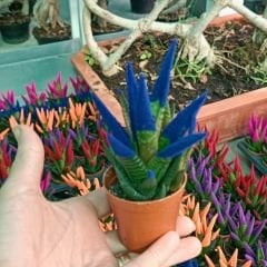 Renkli Sukulent İthal - Haworthia Limitifolia kırmızı