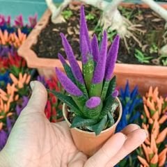 Renkli Sukulent İthal - Haworthia Limitifolia