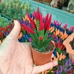 Renkli Sukulent İthal - Haworthia Limitifolia kırmızı