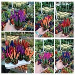 Sansevieria Velvet Touchz İthal - Renkli Paşa Kılıcı kırmızı
