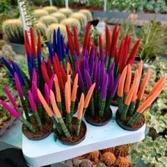 Sansevieria Velvet Touchz İthal - Renkli Paşa Kılıcı kırmızı