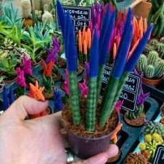 Sansevieria Velvet Touchz İthal - Renkli Paşa Kılıcı kırmızı