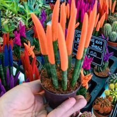 Sansevieria Velvet Touchz İthal - Renkli Paşa Kılıcı