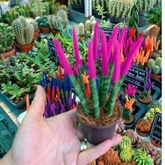 Sansevieria Velvet Touchz İthal - Renkli Paşa Kılıcı kırmızı