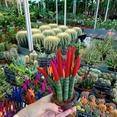 Sansevieria Velvet Touchz İthal - Renkli Paşa Kılıcı kırmızı