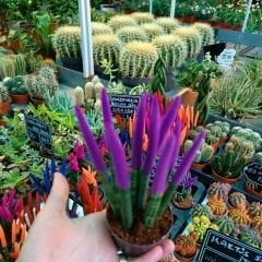 Sansevieria Velvet Touchz İthal - Renkli Paşa Kılıcı kırmızı