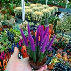 Sansevieria Velvet Touchz İthal - Renkli Paşa Kılıcı