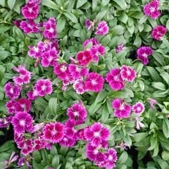 Çin Karanfili Çiçeği Fuşya– Dianthus Chinensis