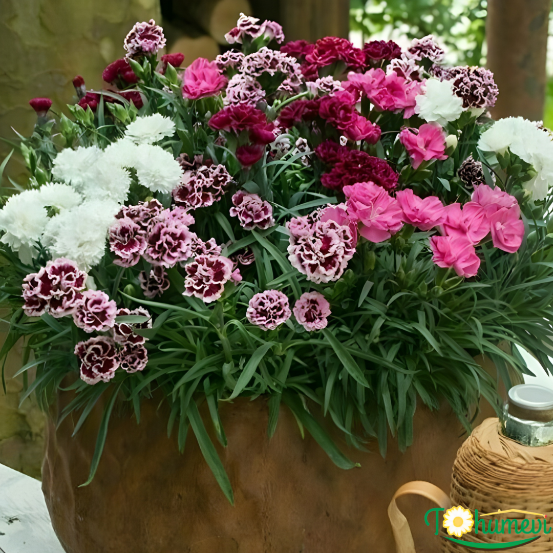 Karanfil Çiçeği – Dianthus Caryophyllus 10,5 cm Saksıda