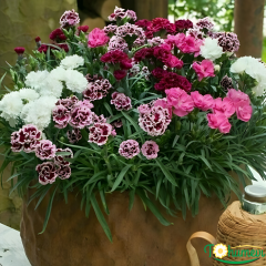 Karanfil Çiçeği – Dianthus Caryophyllus 10,5 cm Saksıda