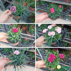 Karanfil Çiçeği – Dianthus Caryophyllus 10,5 cm Saksıda
