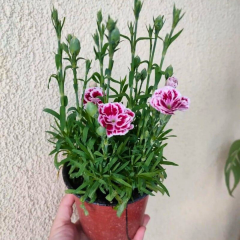 Karanfil Çiçeği – Dianthus Caryophyllus 10,5 cm Saksıda