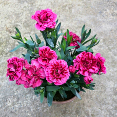 Karanfil Çiçeği – Dianthus Caryophyllus 10,5 cm Saksıda