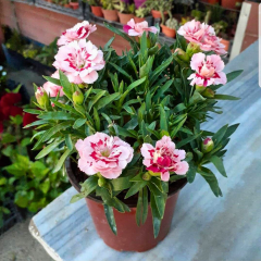 Karanfil Çiçeği – Dianthus Caryophyllus 10,5 cm Saksıda