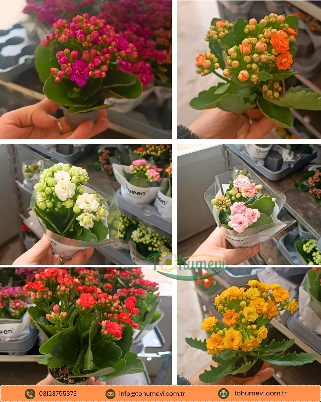Mini Kalanşo Çiçeği 5,5 cm Saksıda – Kalanchoe
