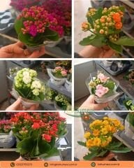 Mini Kalanşo Çiçeği 0,5 cm Saksıda – Kalanchoe