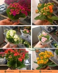 Mini Kalanşo Çiçeği 5,5 cm Saksıda – Kalanchoe