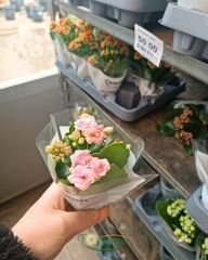 Mini Kalanşo Çiçeği 0,5 cm Saksıda – Kalanchoe