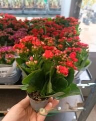 Mini Kalanşo Çiçeği 5,5 cm Saksıda – Kalanchoe