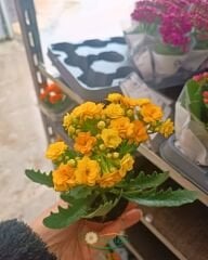 Mini Kalanşo Çiçeği 5,5 cm Saksıda – Kalanchoe