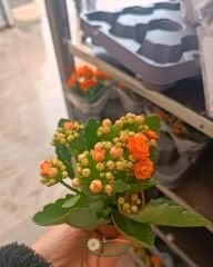 Mini Kalanşo Çiçeği 5,5 cm Saksıda – Kalanchoe
