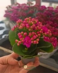Mini Kalanşo Çiçeği 5,5 cm Saksıda – Kalanchoe