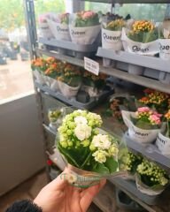 Mini Kalanşo Çiçeği 5,5 cm Saksıda – Kalanchoe