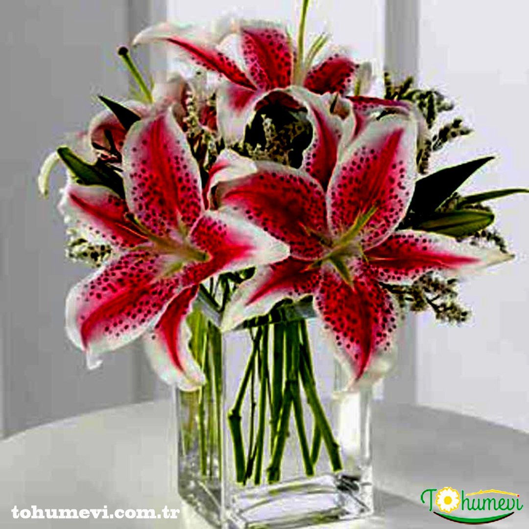 CASABLANCA LİLİUM SOĞANI - KAZABLANKA LİLYUM Pembe Casablanca