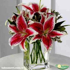 CASABLANCA LİLİUM SOĞANI - KAZABLANKA LİLYUM Pembe Casablanca