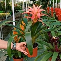 Guzmania Çiçeği 50 cm İthal - Guzmanya