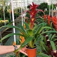 Guzmania Çiçeği 50 cm İthal - Guzmanya bordo