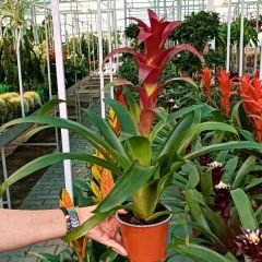 Guzmania Çiçeği 50 cm İthal - Guzmanya