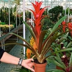 Guzmania Çiçeği 50 cm İthal - Guzmanya bordo