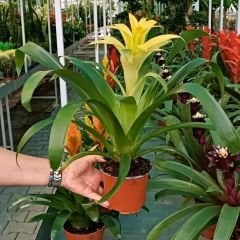 Guzmania Çiçeği 50 cm İthal - Guzmanya bordo