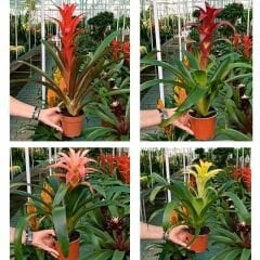 Guzmania Çiçeği 50 cm İthal - Guzmanya bordo