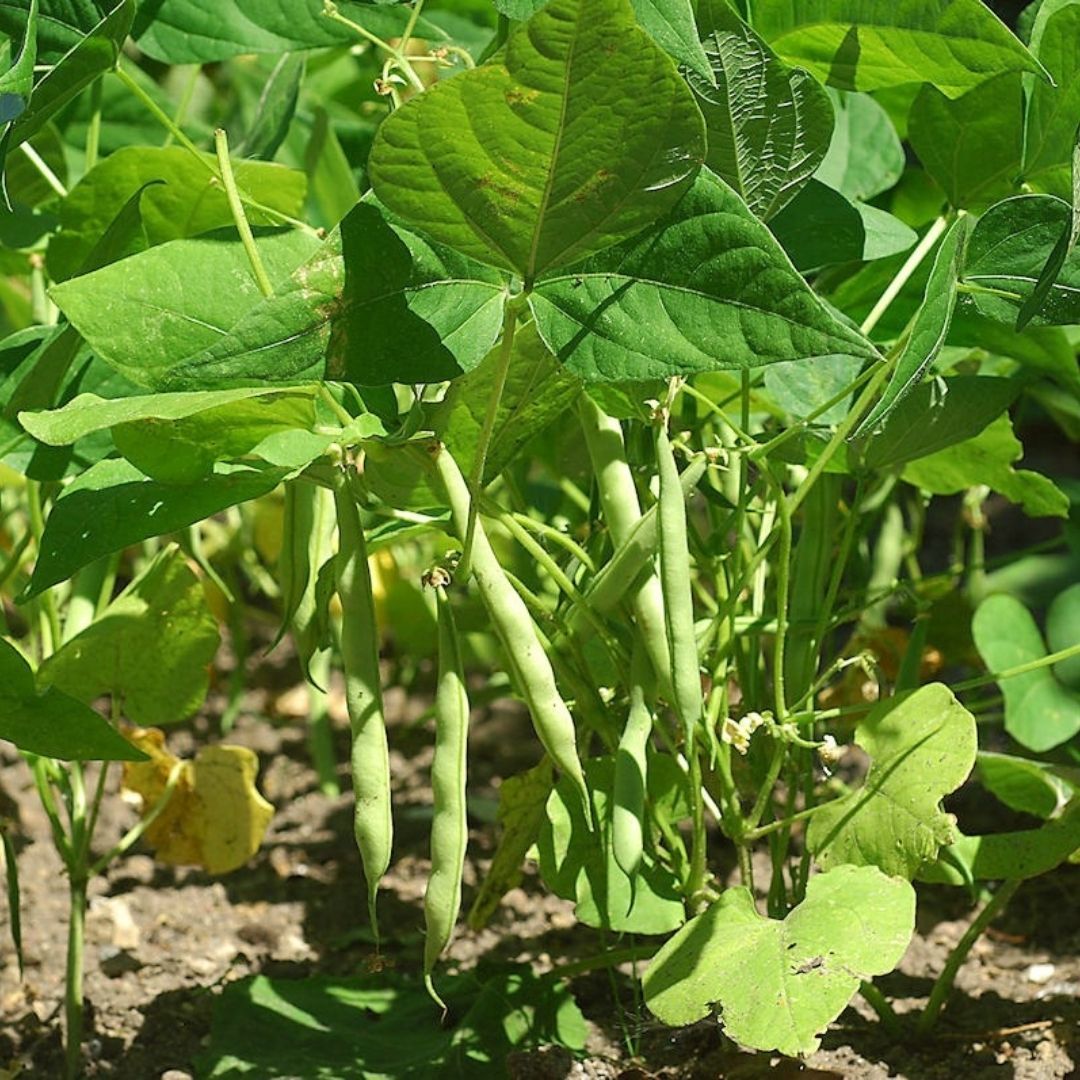 Cino Oturak Fasulye Tohumu