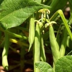 Cino Oturak Fasulye Tohumu