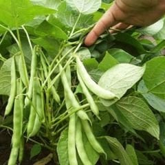 Cino Oturak Fasulye Tohumu