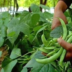 Cino Oturak Fasulye Tohumu