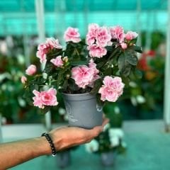 Açelya Çiçeği İthal - Azelea kırmızı