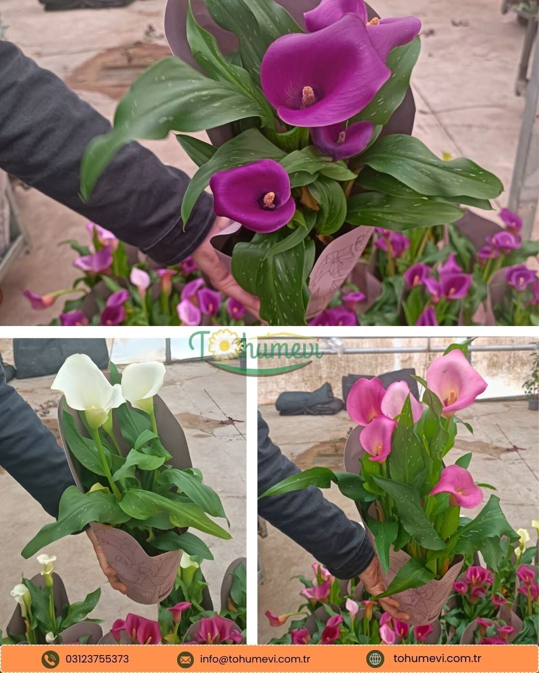 Zantedeschia – Gala Çiçeği Saksıda