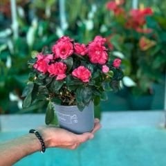 Açelya Çiçeği İthal - Azelea