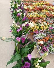 Zantedeschia – Gala Çiçeği Saksıda