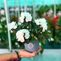 Açelya Çiçeği İthal - Azelea