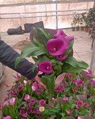 Zantedeschia – Gala Çiçeği Saksıda