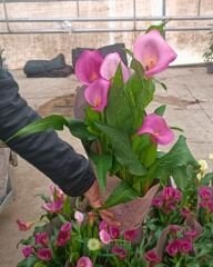 Zantedeschia – Gala Çiçeği Saksıda