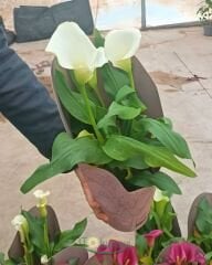 Zantedeschia – Gala Çiçeği Saksıda
