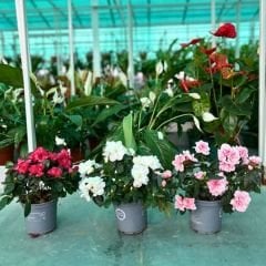 Açelya Çiçeği İthal - Azelea