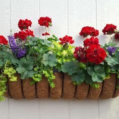 Sardunya Çiçeği Kırmızı - Pelargonium potted Colorama Saksılı Q12