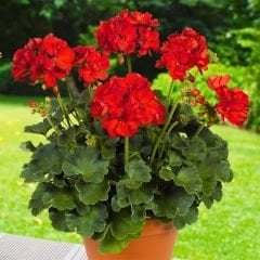 Sardunya Çiçeği Kırmızı - Pelargonium potted Colorama Saksılı